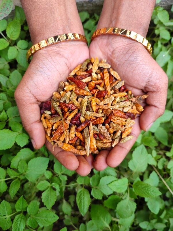 Bird&#39;s Eye Chilli (ಸೂಜಿ ಮೆಣಸು)