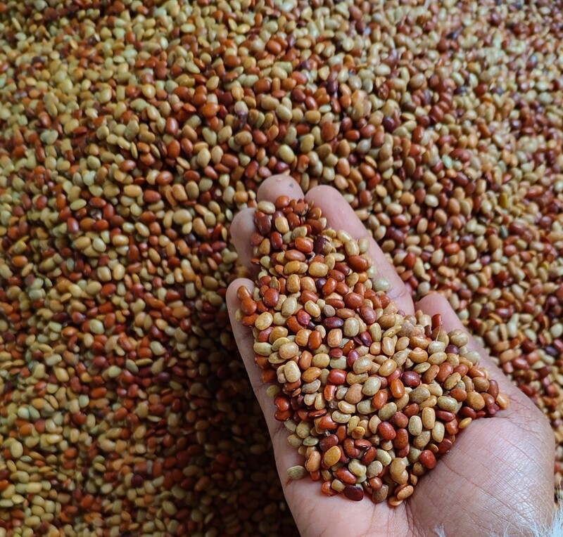 Horse Gram (ಹುರುಳಿಕಾಳು)