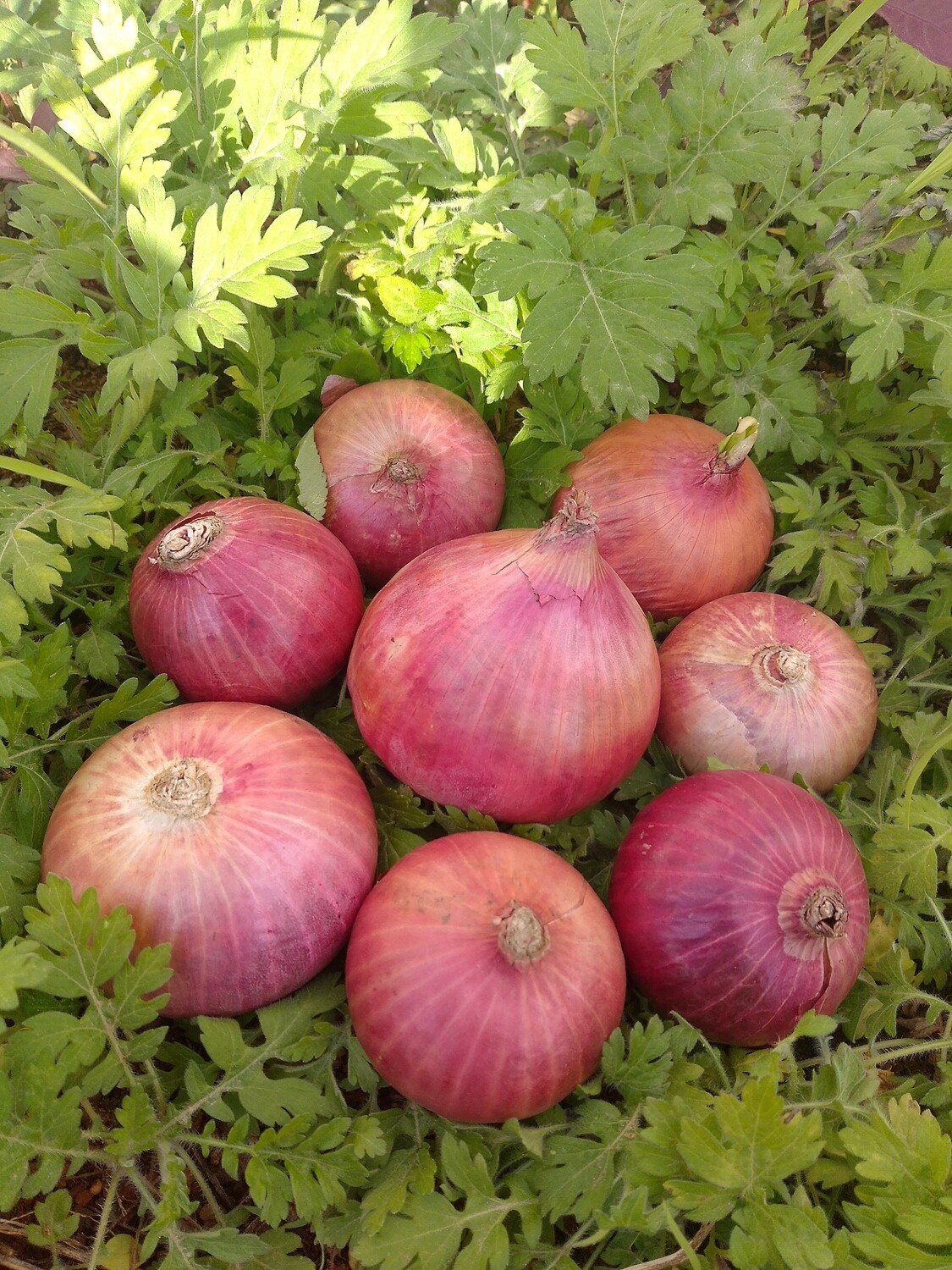 Onion (ಈರುಳ್ಳಿ/ಉಳ್ಳಗಡ್ಡೆ)