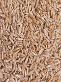 Jave Wheat Whole (ಜವೆ ಗೋಧಿ)