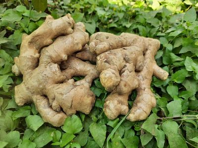 Ginger Powder (ಶುಂಠಿ ಪುಡಿ)
