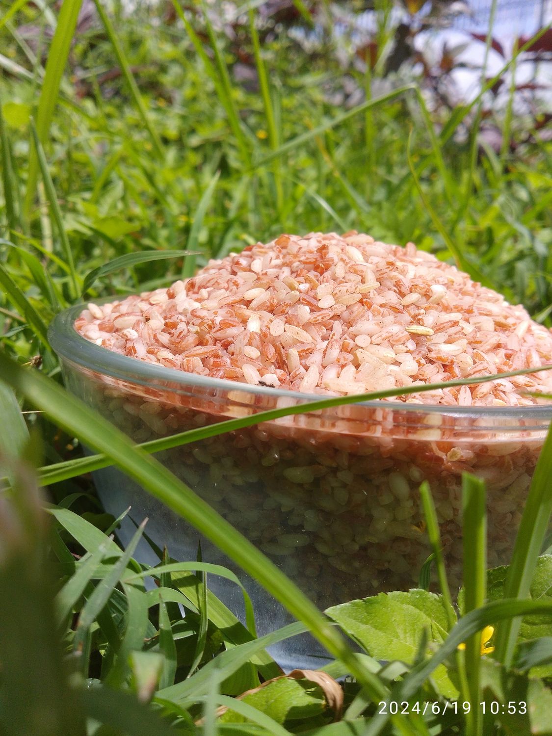 Brown Rice (ಸಣ್ಣ ವಾಳ್ಯ)