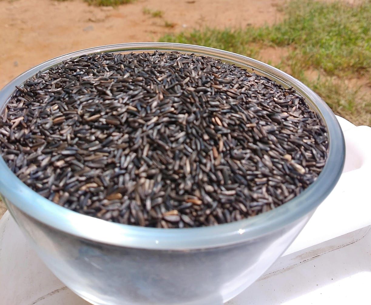 Niger Seeds (ಹುಚ್ಚೆಳ್ಳು, ಗುರೆಳ್ಳು)