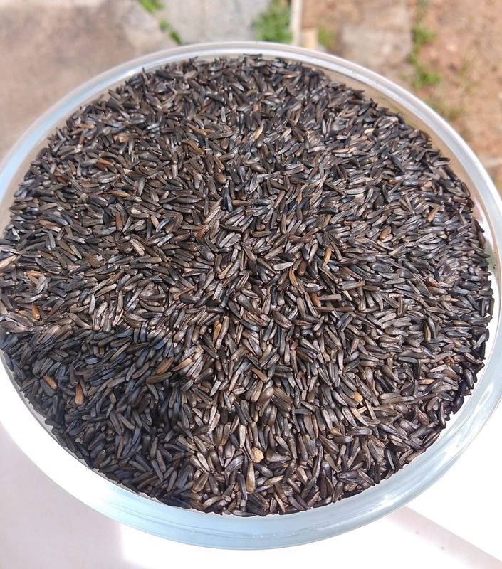 Niger Seeds (ಹುಚ್ಚೆಳ್ಳು, ಗುರೆಳ್ಳು)