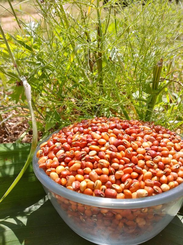 Cowpea (ಅಲಸಂದಿ)