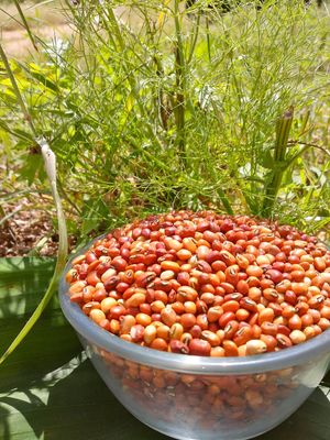 Cowpea (ಅಲಸಂದಿ)