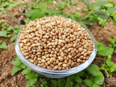 Cowpea (ಅಲಸಂದಿ)