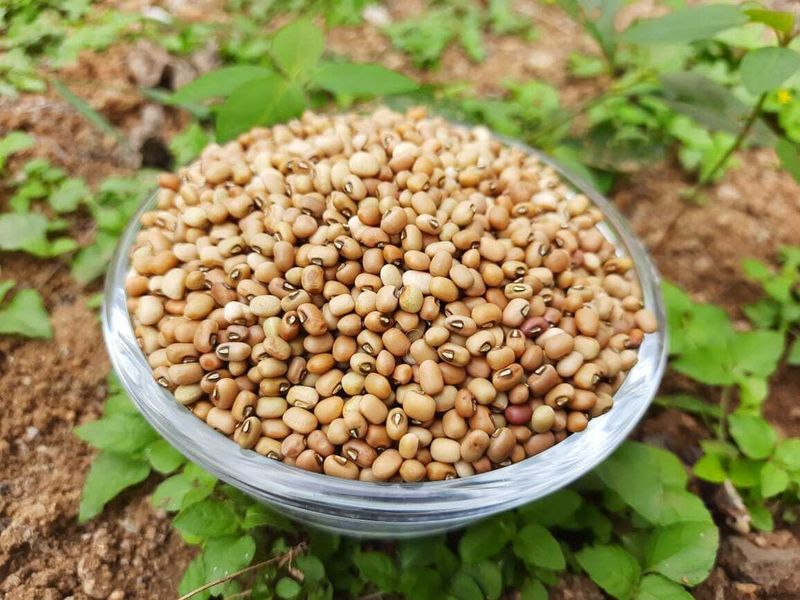 Cowpea (ಅಲಸಂದಿ)