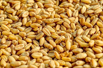 Dry land Whole Wheat ( ಒಣ ಭೂಮಿ ಗೋಧಿ)