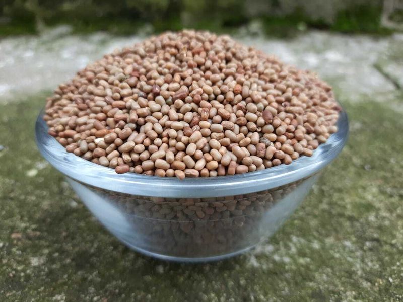 Moth beans (ಮಡಕಿ ಕಾಳು)