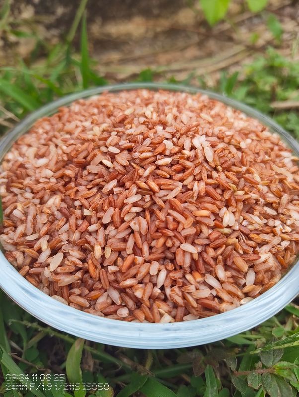 Red Rajamudi Rice ( ಕೆಂಪು ರಾಜಮುಡಿ ಅಕ್ಕಿ)