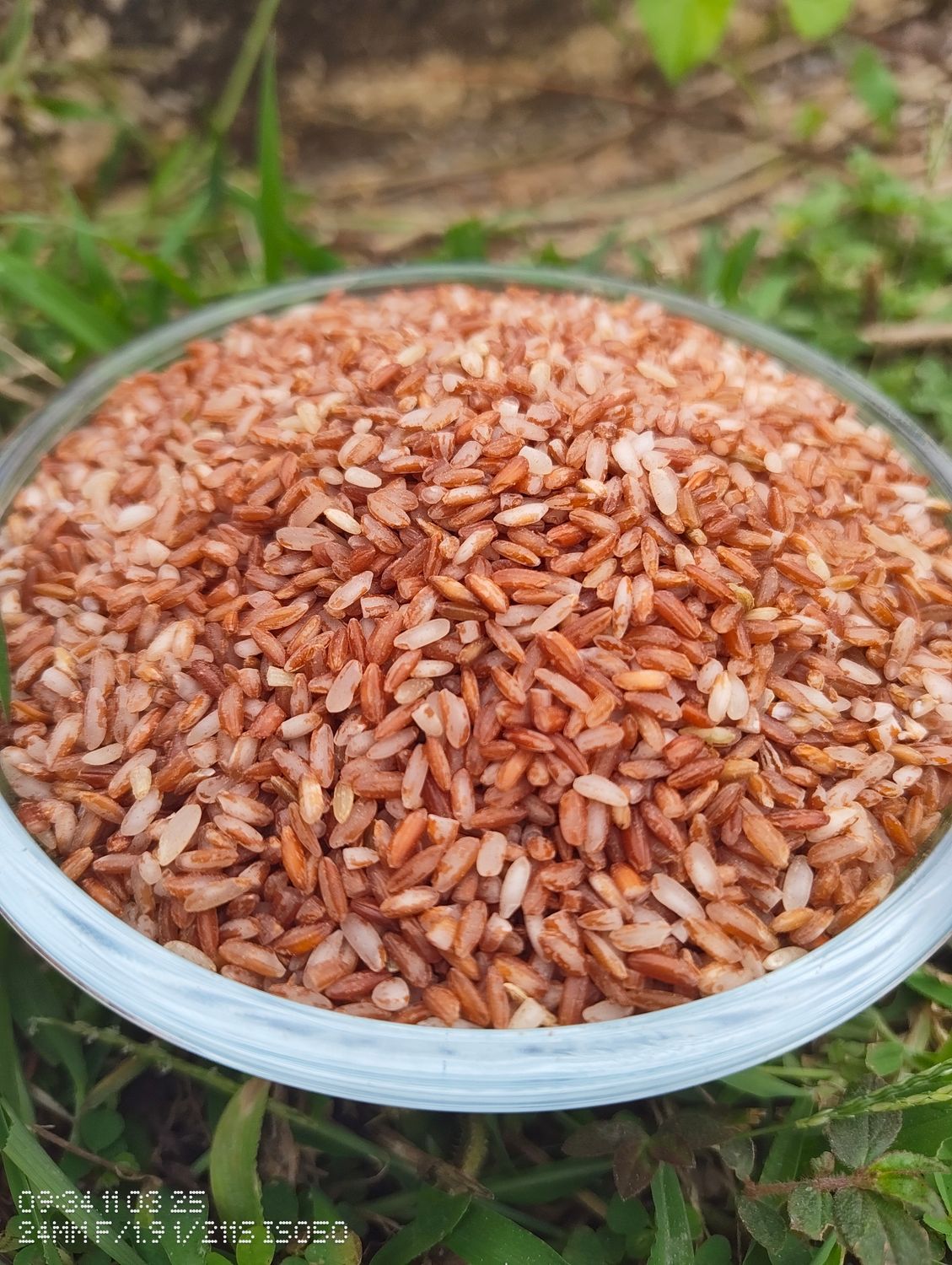 Red Rajamudi Rice ( ಕೆಂಪು ರಾಜಮುಡಿ ಅಕ್ಕಿ)
