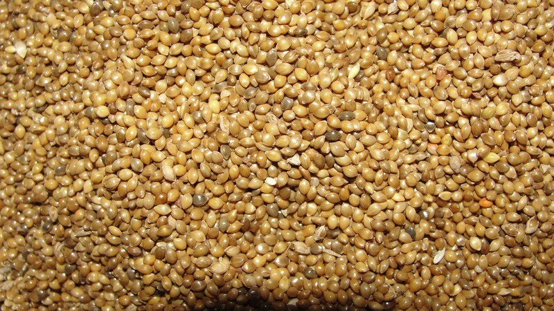 Little Millet (ಸಾಮೆ)