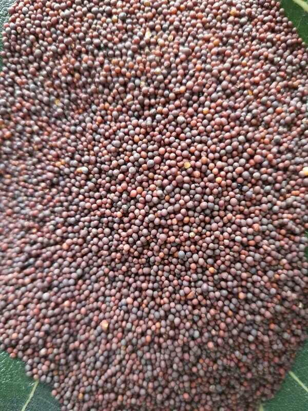 Mustard Seeds (ಸಾಸಿವೆ)