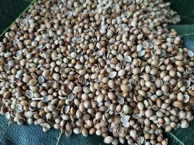 Coriander Seeds (ಕೊತ್ತಂಬರಿ ಬೀಜ)
