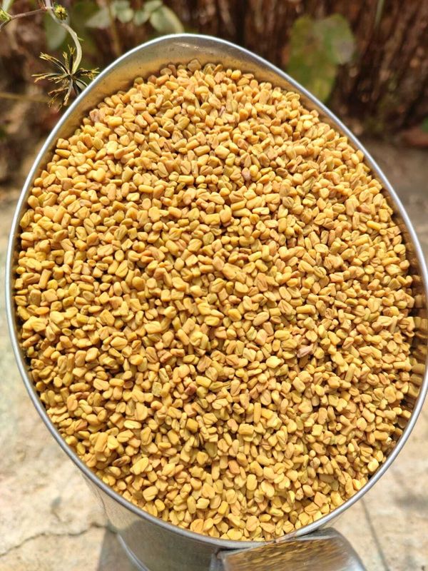 Fenugreek (ಮೆಂತ್ಯ) Fenugreek (ಮೆಂತ್ಯ)