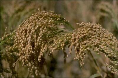Kodo Millet (Haarka)