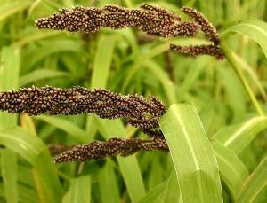 Barnyard Millet (Oodalu)