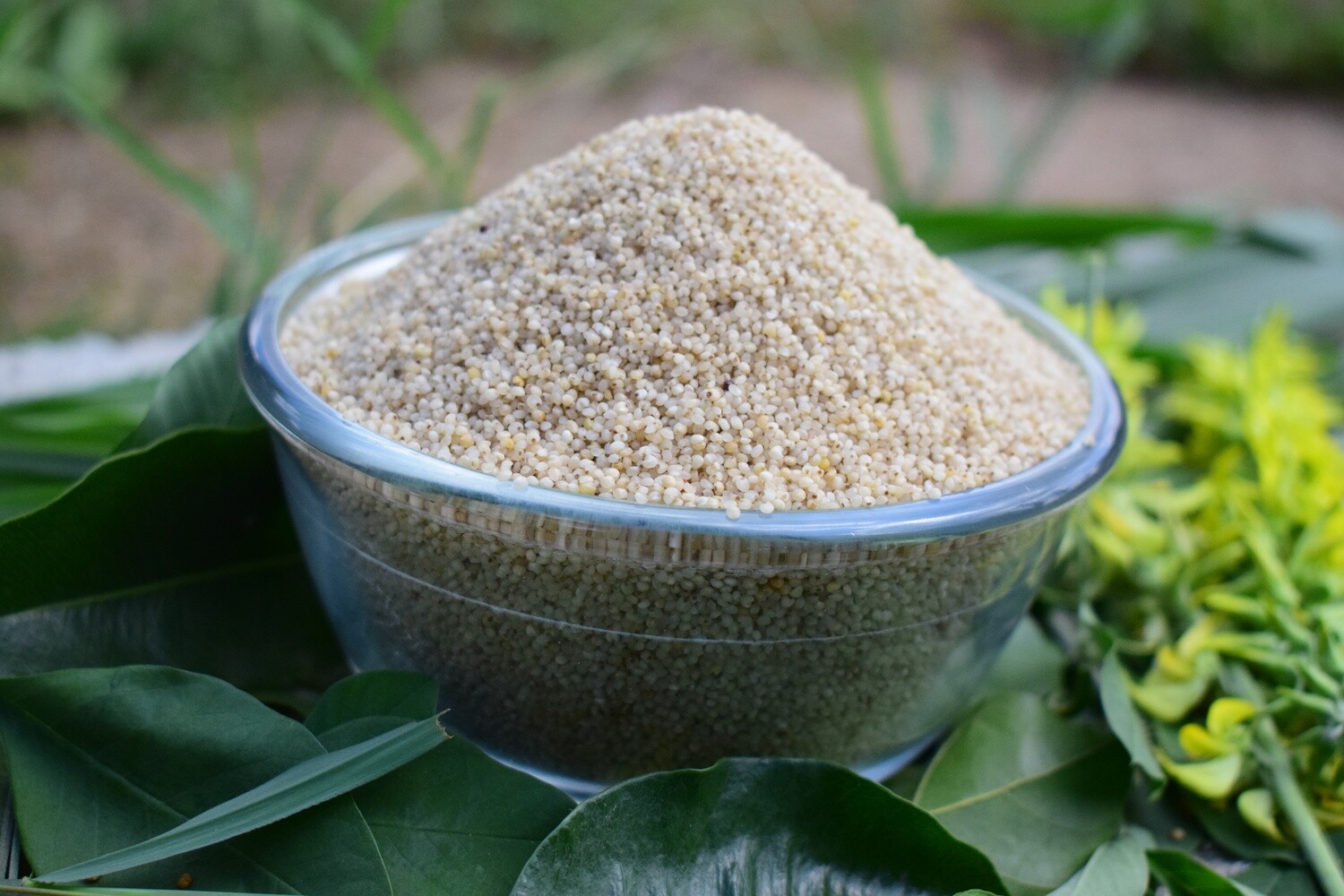 Barnyard Millet (Oodalu)