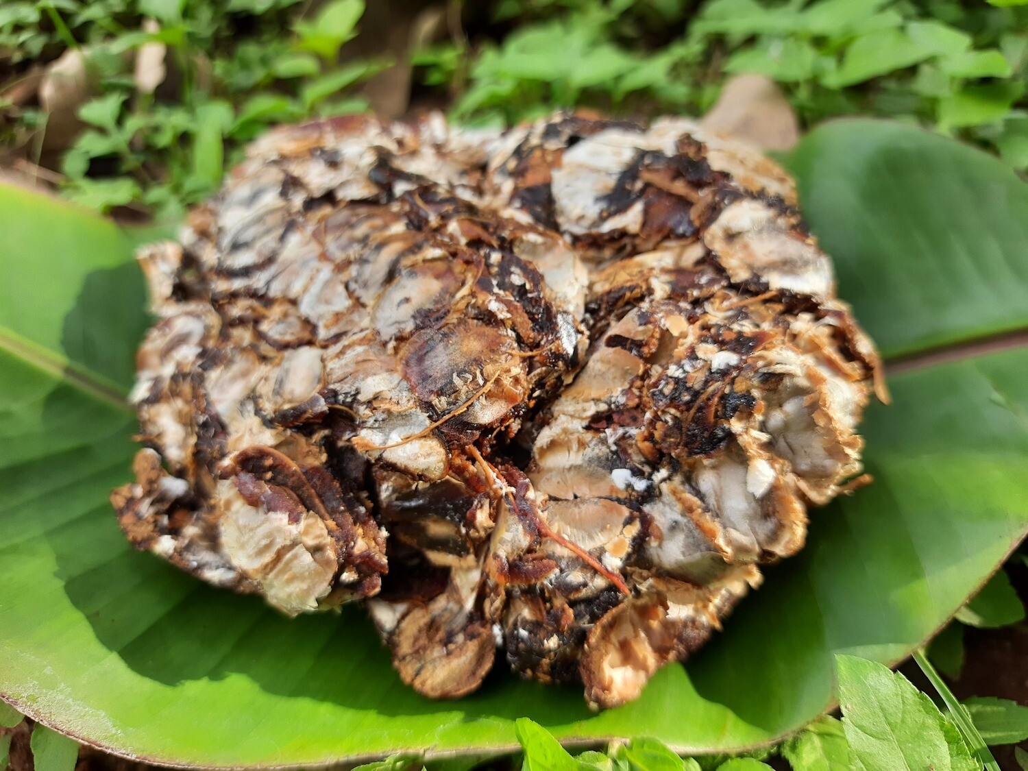 Tamarind (ಹುಣಸೆ ಹಣ್ಣು) Tamarind (ಹುಣಸೆ ಹಣ್ಣು)
