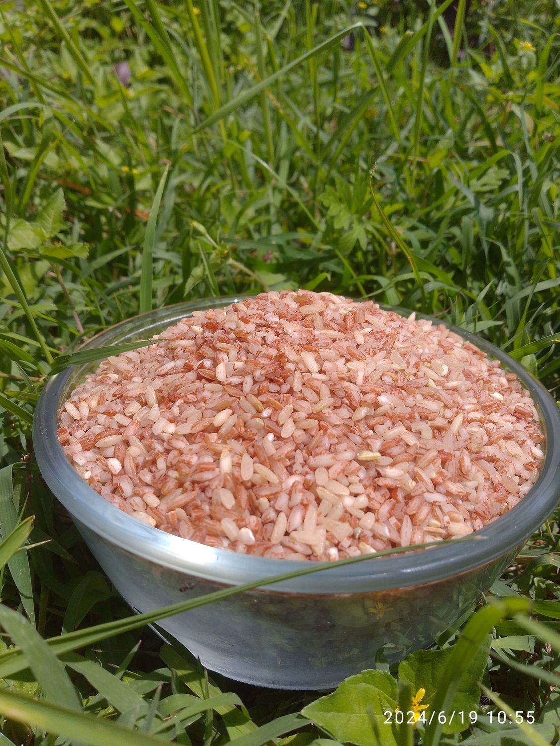 Brown Rice (ಸಣ್ಣ ವಾಳ್ಯ) Brown Rice (ಸಣ್ಣ ವಾಳ್ಯ)