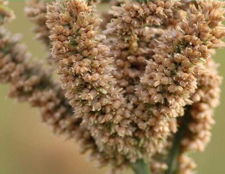Finger Millet (ರಾಗಿ) (semi polish)