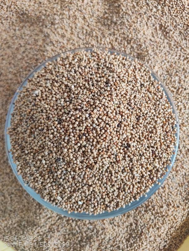Finger Millet (ರಾಗಿ) (semi polish)