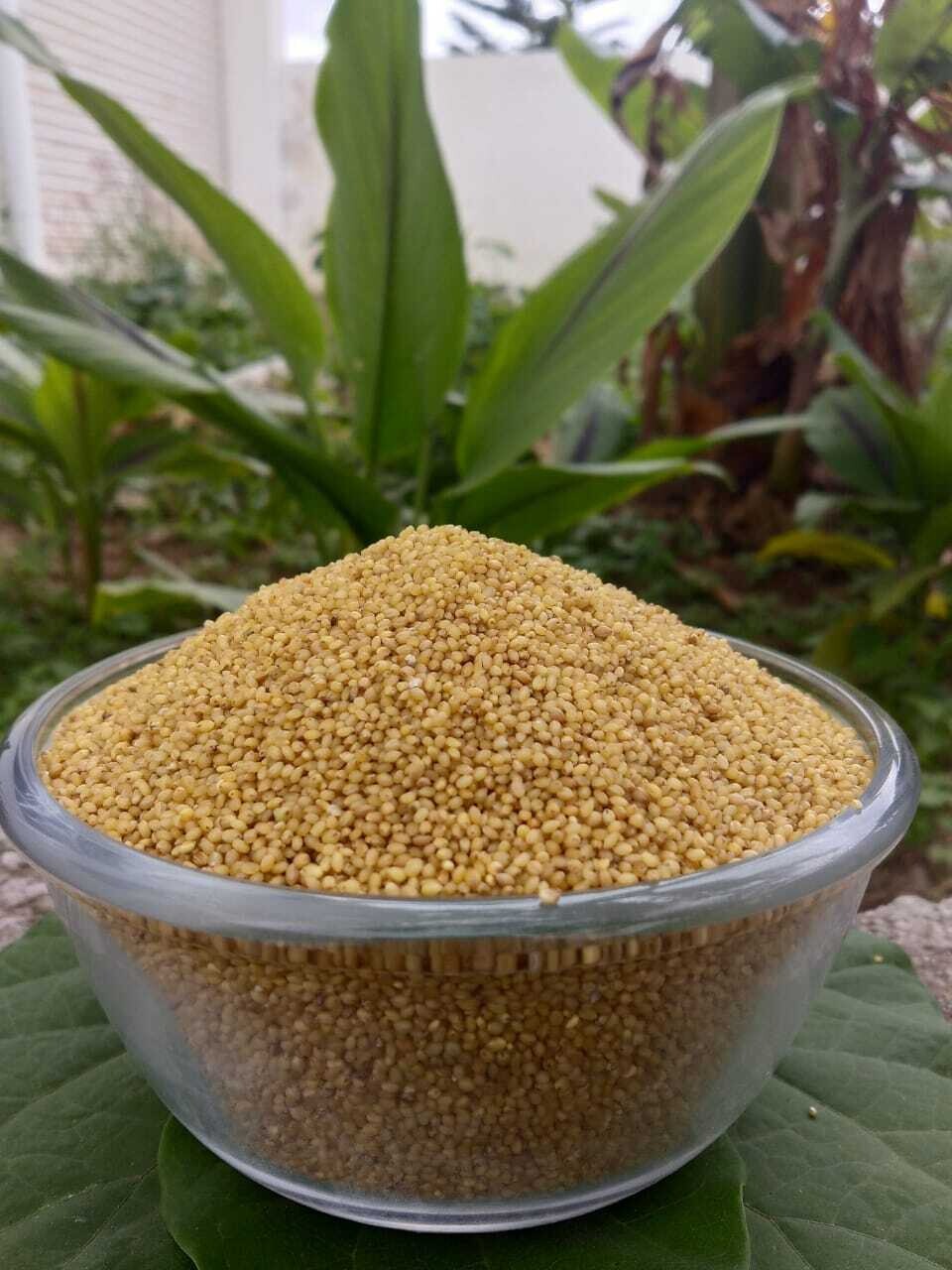 Foxtail Millet/Navane (ನವಣೆ) Foxtail Millet/Navane (ನವಣೆ)