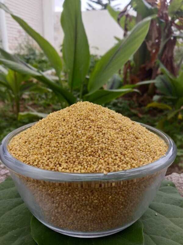 Foxtail Millet/Navane (ನವಣೆ) Foxtail Millet/Navane (ನವಣೆ)