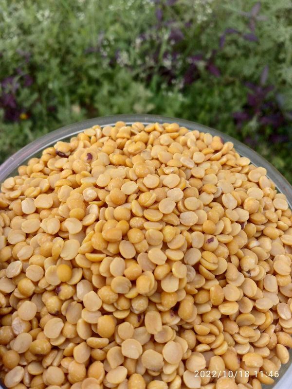 Toor Dal (ತೊಗರಿ ಬೇಳೆ) Unpolished Toor Dal (ತೊಗರಿ ಬೇಳೆ) Unpolished