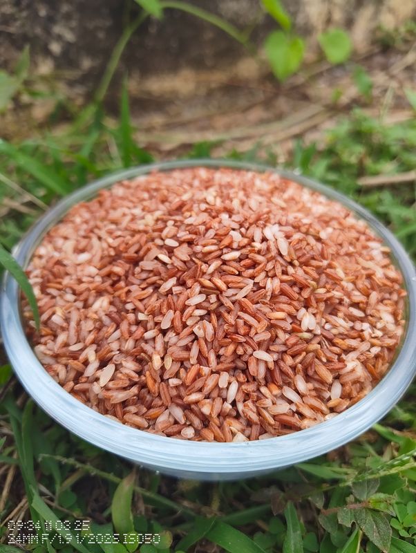 Red Rajamudi Rice ( ಕೆಂಪು ರಾಜಮುಡಿ ಅಕ್ಕಿ)