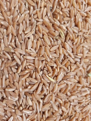 Jave Wheat Whole (ಜವೆ ಗೋಧಿ) Jave Wheat Whole (ಜವೆ ಗೋಧಿ)