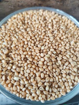 Sona Moti Wheat ( ಸೋನ ಮೋತಿ ಗೋಧಿ)