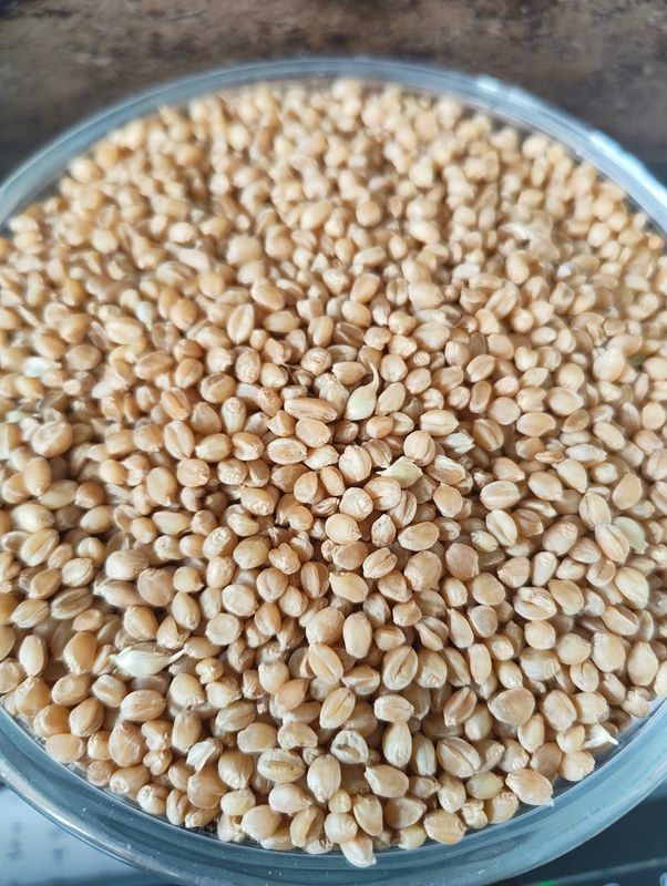 Sona Moti Wheat ( ಸೋನ ಮೋತಿ ಗೋಧಿ)