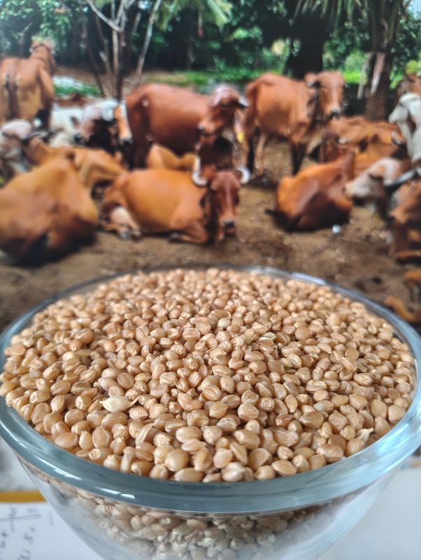 Sona Moti Wheat ( ಸೋನ ಮೋತಿ ಗೋಧಿ)