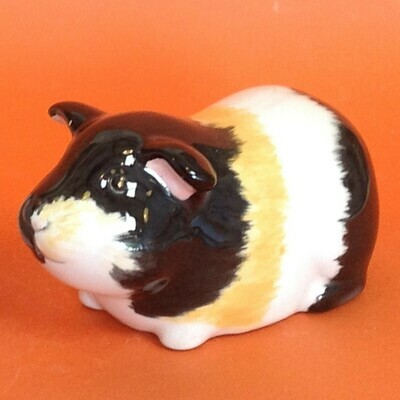 Guinea Pig