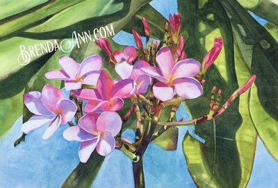 Pink Plumeria Flowers - Hand Signed Floral Archival Watercolor Print