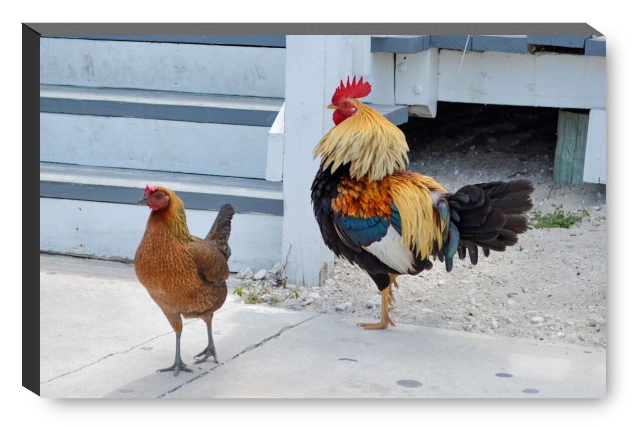 Key West Roosters - Canvas Gallery Wrapped Print - Fine Art Photography - Ready to hang on a wall