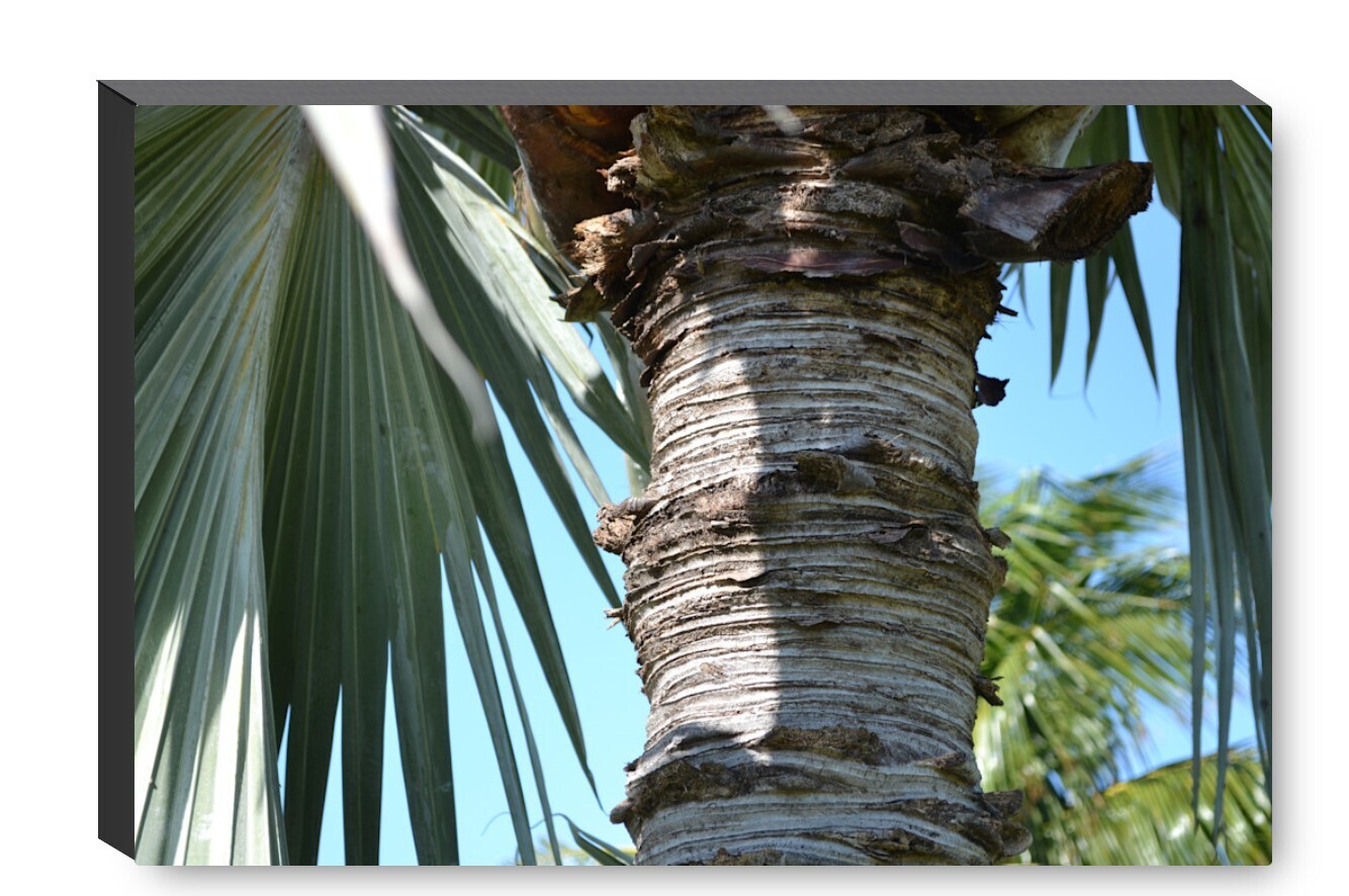 Key West Palm Tree Trunk - Canvas Gallery Wrapped Print - Fine Art Photography - Ready to hang on a wall