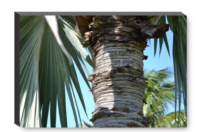 Key West Palm Tree Trunk - Canvas Gallery Wrapped Print - Fine Art Photography - Ready to hang on a wall