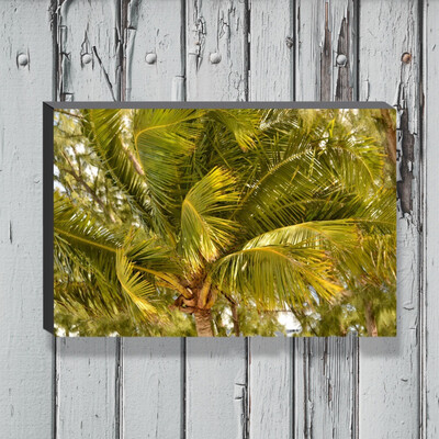 Key West Palm Fronds - Fort Zachary Taylor Canvas Gallery Wrapped Print - Fine Art Photography - Ready to hang on a wall