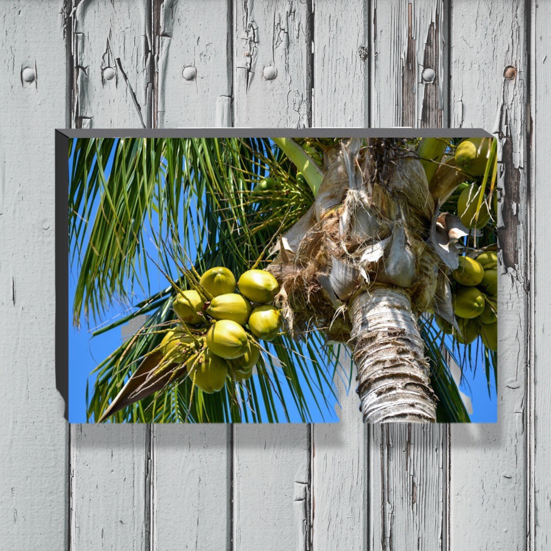 Key West Coconut Palm - Canvas Gallery Wrapped Print - Fine Art Photography - Ready to hang on a wall