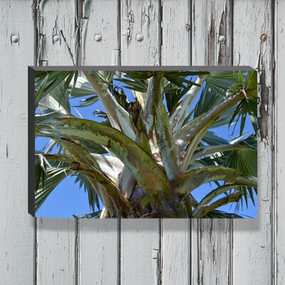 Key West Palm Tree - Canvas Gallery Wrapped Print - Fine Art Photography - Ready to hang on a wall