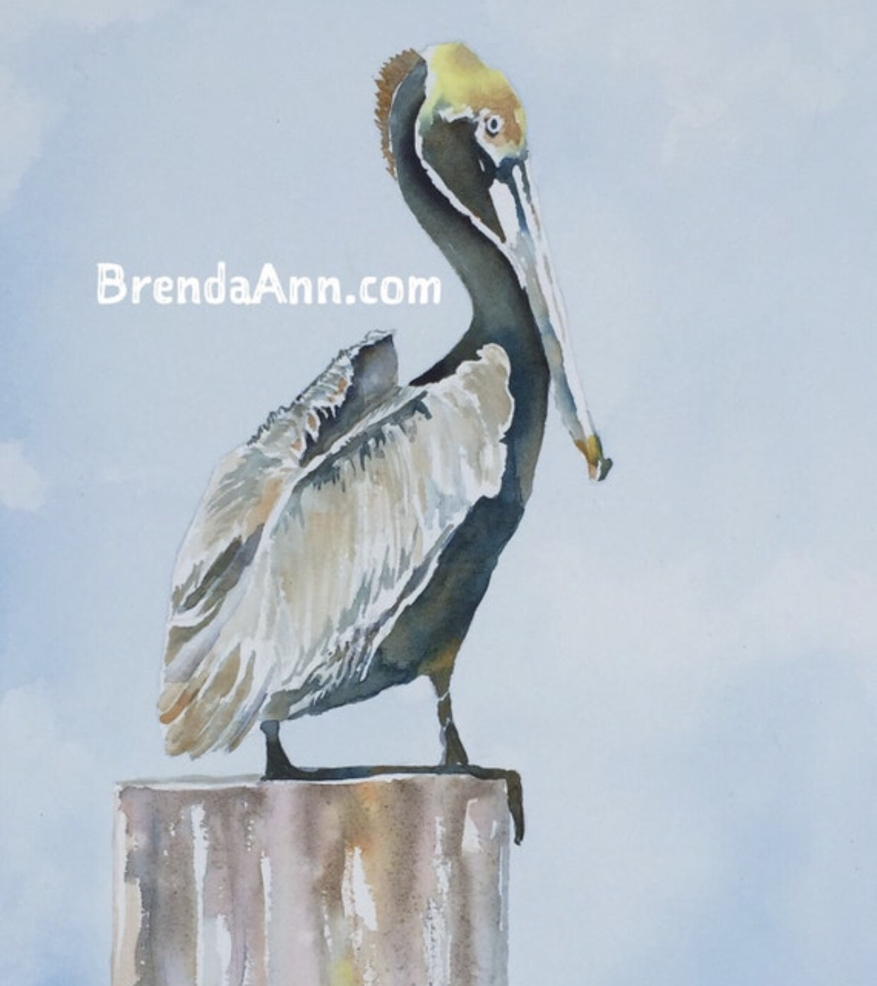 Key West Tropical Art - Pelican Watercolor Print