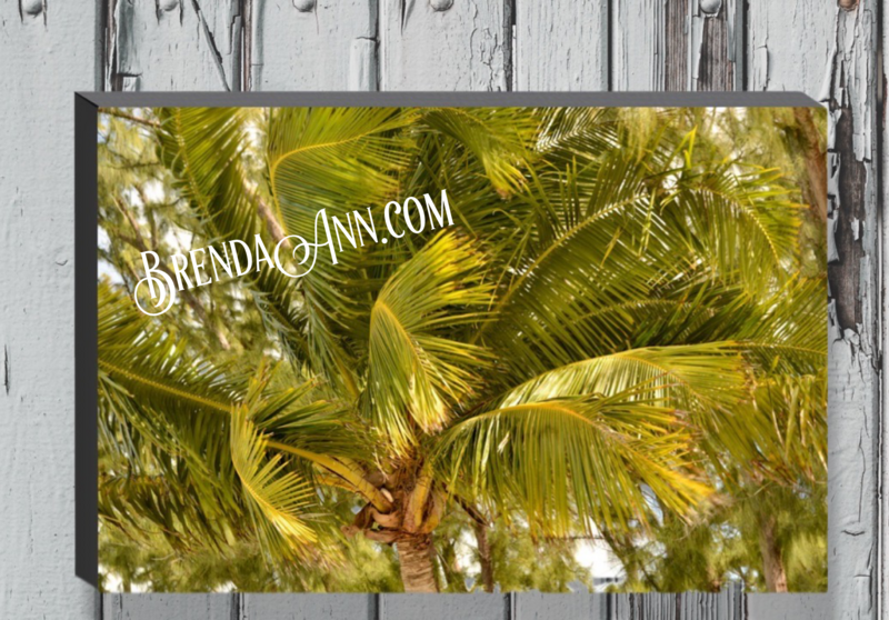 Key West Palm Fronds - Fort Zachary Taylor Canvas Gallery Wrapped Print - Fine Art Photography