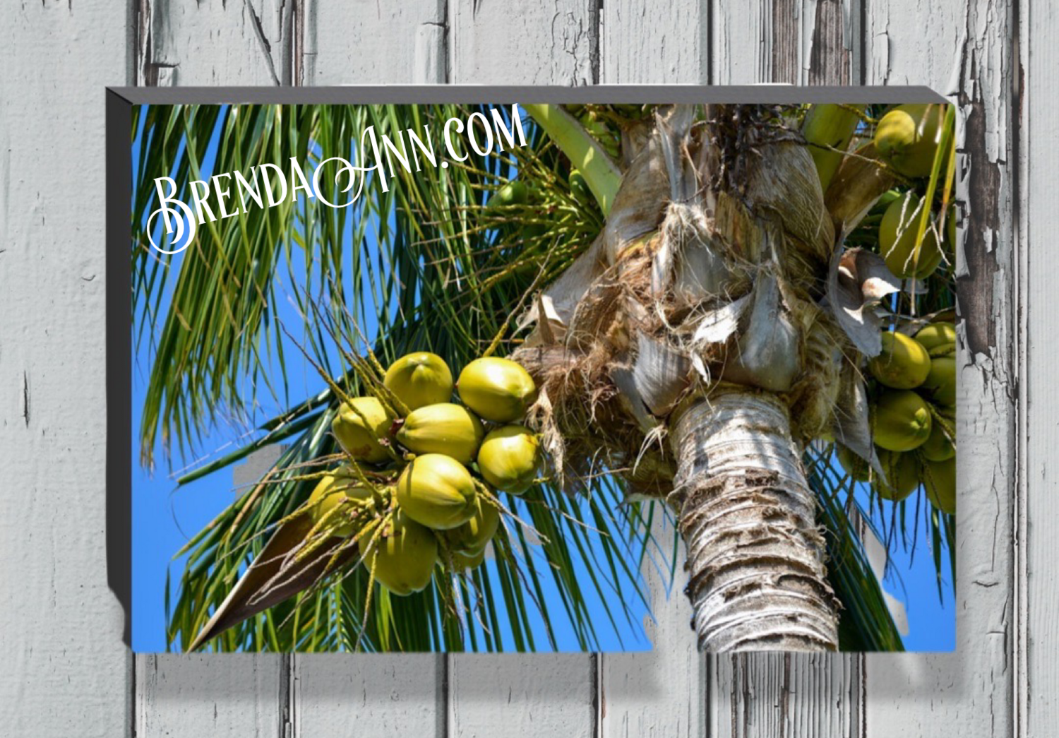 Key West Fine Art Photography - Coconut Palm Tree - Canvas Print
