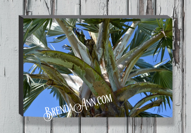 Key West Palm Tree - Canvas Gallery Wrapped Print - Fine Art Photography