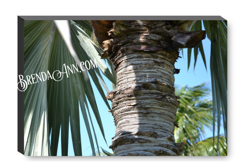 Key West Palm Tree Trunk - Canvas Gallery Wrapped Print - Fine Art Photography