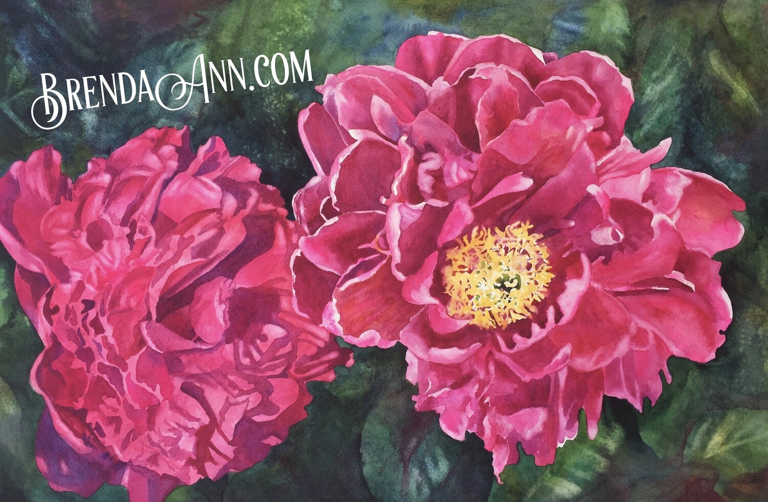 Two Hot Pink Peonies 11x14 Inch Watercolor Print - Floral Beach Home Art Gift