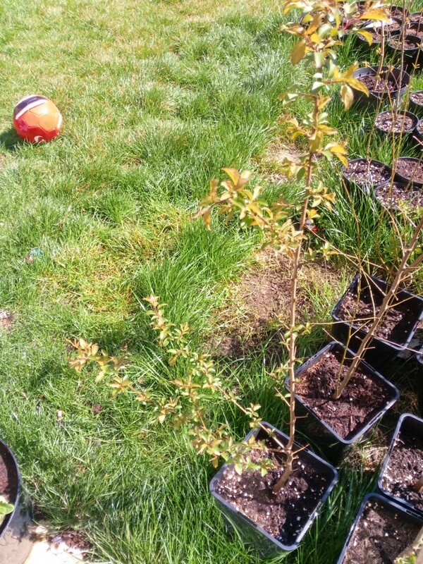 Plum Tree - cherry colour 3.5-4ft Plum Tree - cherry colour 3.5-4ft